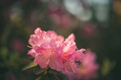 移轴镜头中的粉红色花朵
